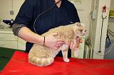 SCOTTISH FOLD - AUSCULTATION 053